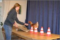 Chicken training