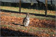 Billabong - wallaby