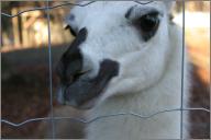 Mocca - llama