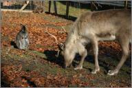 Leila - reindeer