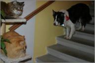 Flyer wants to herd Gracie and Jacomo