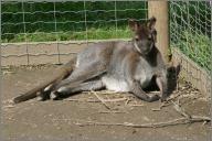 Jumper on his bed of sticks
