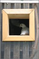 Pigeon tunnel