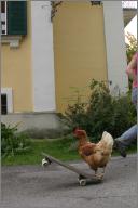Skateboarding chicken