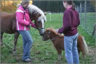 Big horse meets mini pony...