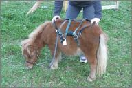 His whole body can fit inside her halter!