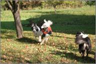 The dogs
