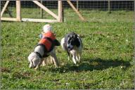 Flyer herding the "sheep"