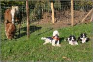 Horses and dogs