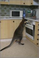 Wallabies are great cooks