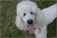 Oliver with his poodle hair