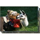 Llama Trekking