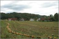 Pumpkins are an important crop here