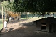 The current llama, pony, wallaby enclosure
