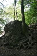 I liked the tree roots