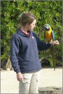 Susan P. and Banjo (Blue and Gold Macaw)
