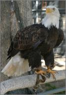 Ghost: Bald Eagle