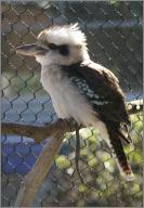 Gumdrop: Laughing Kookaburra