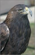 Laramie: Golden Eagle