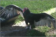 Puppy: Turkey Vulture
