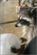 Buddy: Raccoon