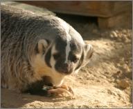 Buttercup: North American badger