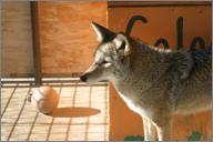 CJ: Coyote