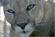 Sage: Mountain lion