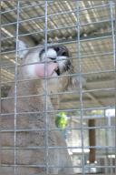 Spirit: Mountain lion