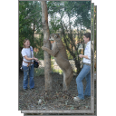 Cougar Boys