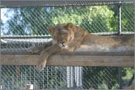 Kiara: African lioness