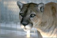 Kissu: Mountain lion