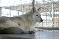 Legend: Grey wolf