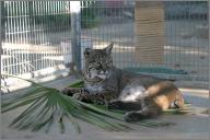 Sampson: Bobcat
