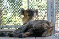 Savuti: Spotted hyena