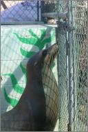 Schmoo: California Sea Lion