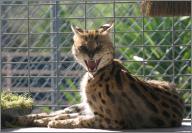 Shaba: Serval
