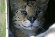 Spitz: Serval