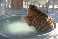 Taj likes to keep one foot dry...