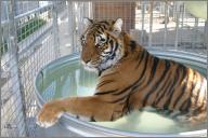 Taj: Bengal tiger