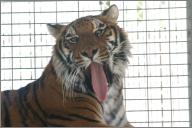 Cross-eyed tiger Taj