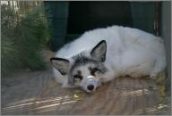 Todd: Red fox