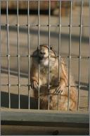 Austin: Prairie dog