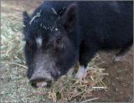 Mau: Vietnamese pot-bellied pig