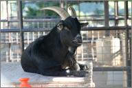 Wendel: African pygmy goat
