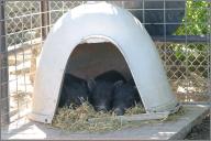 3 little pigs: Mau, Larry, and Curly