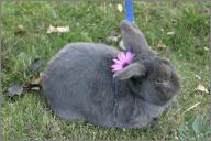 Bugs: Domestic rabbit