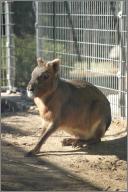 Starsky: Patagonian Cavy