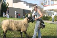 Sheep and Susan P.