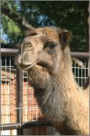Lulu: Dromedary Camel